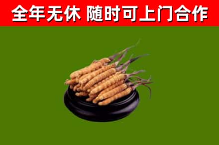 延吉回收冬虫夏草